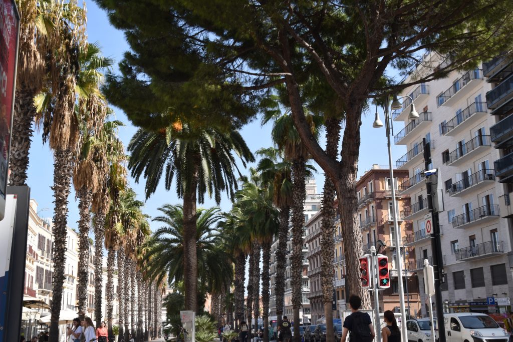 Kan inte undvara en rad med palmer igen. Jag tycker det är lite exotiskt, här en allé i Bari.
